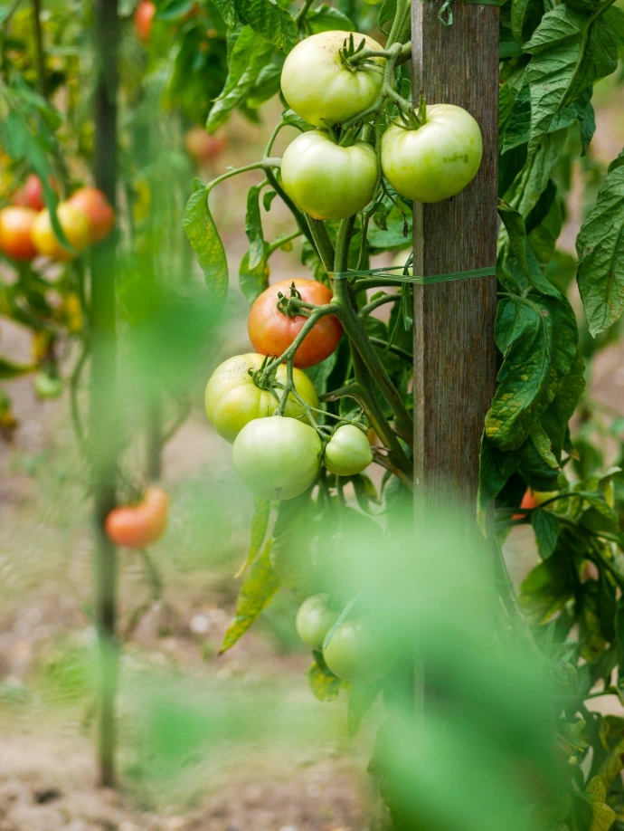 A bunch of tomatoes growing on a vine